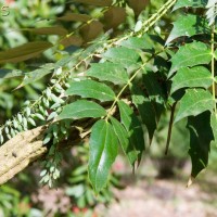 Oregon grape